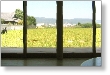 wakayama1b